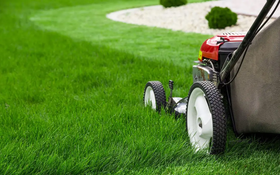 summer lawn care