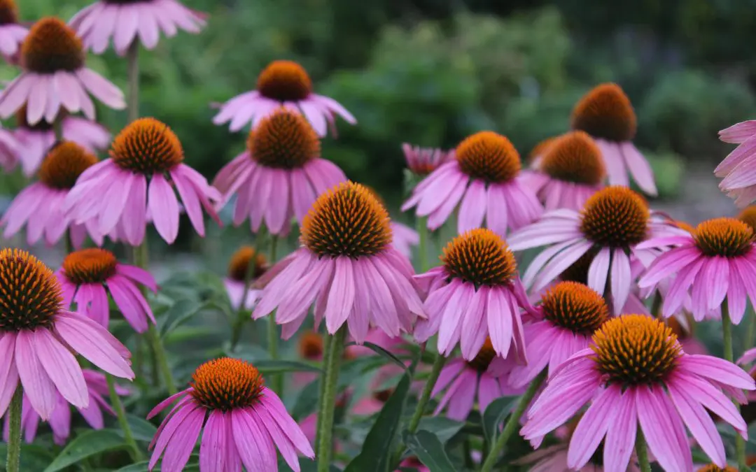 A Homeowner’s Guide Native Plant Gardening