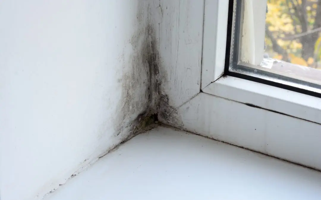 Prevent Mold Growth in the Home: What Every Homeowner Should Know