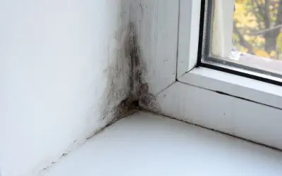 Prevent Mold Growth in the Home: What Every Homeowner Should Know