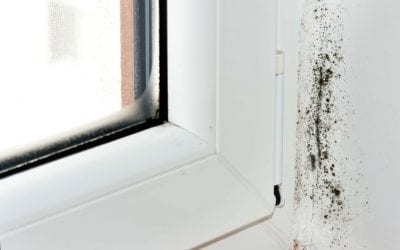 Mold in the Home: Causes and Cleanup